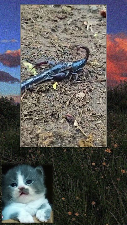 Snake VS Scorpio