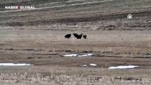 Kars'ta hava ısınınca yaban hayvanları görülmeye başlandı