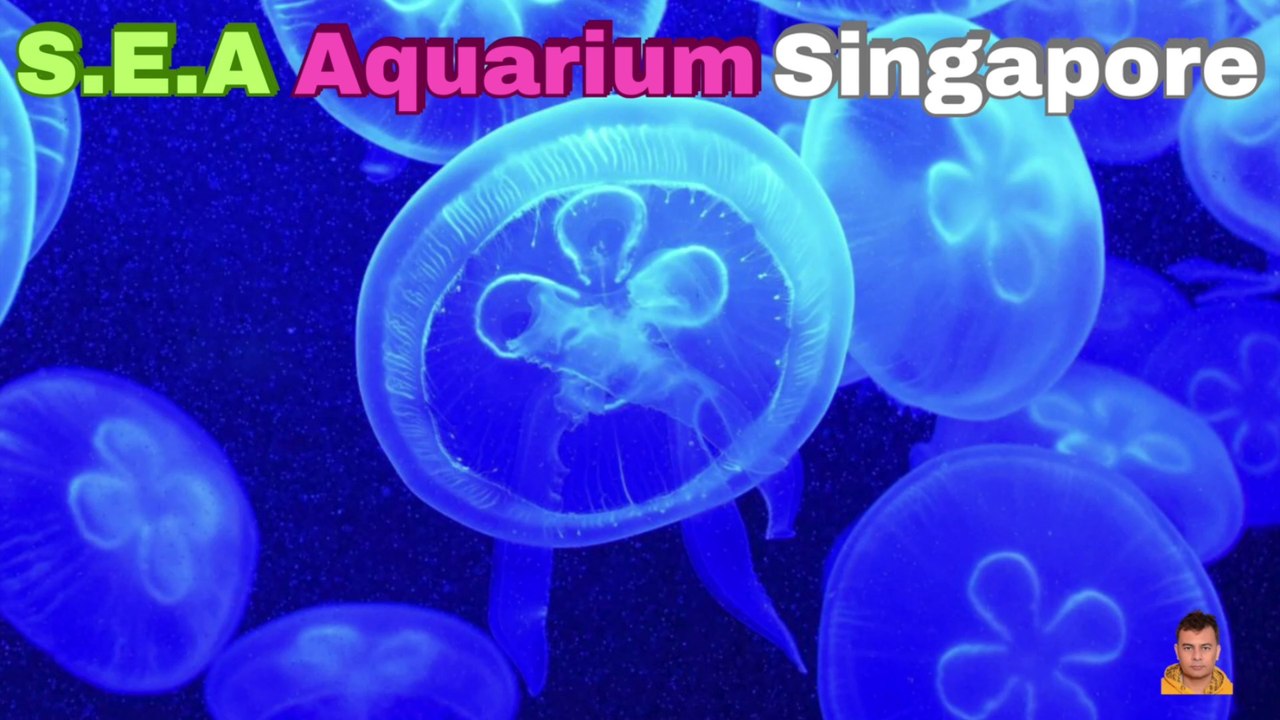 Sea Aquarium Singapore Tour | Resorts World Sentosa | Singapore | Singapore Oceanarium | Saltwater Aquarium | Aquarium | 36