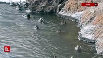 Kars'ta hava ısınınca yaban hayvanları görülmeye başlandı