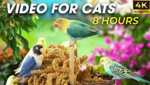 Birds & Squirrels Galore - Perfect Video for Cats to Watch and Enjoy - Video For Cats to Watch