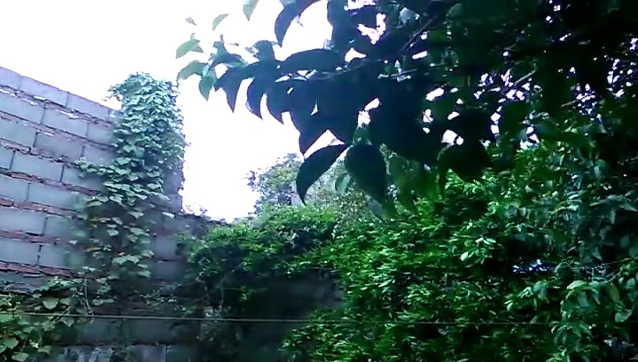 Anochece entre llovizna intermitente, cantos de pájaros y ruidos de una pequeña ciudad 12/03/2025