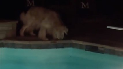 Dog and frog's unlikely friendship will keep you on the edge of your seat