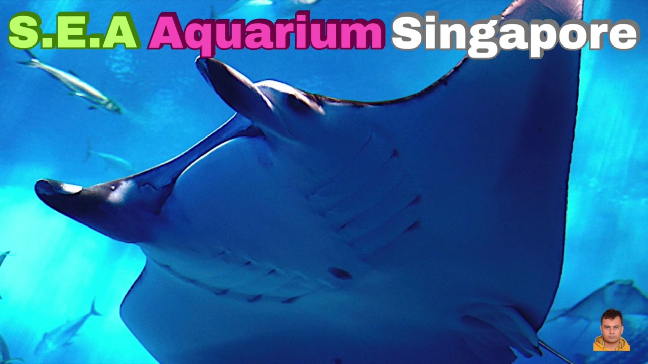 Sea Aquarium Singapore Tour | Resorts World Sentosa | Singapore | Singapore Oceanarium | Saltwater Aquarium | Aquarium | 40