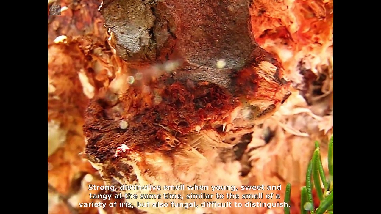 Heterobasidion annosum. Champimaginatis. English Text