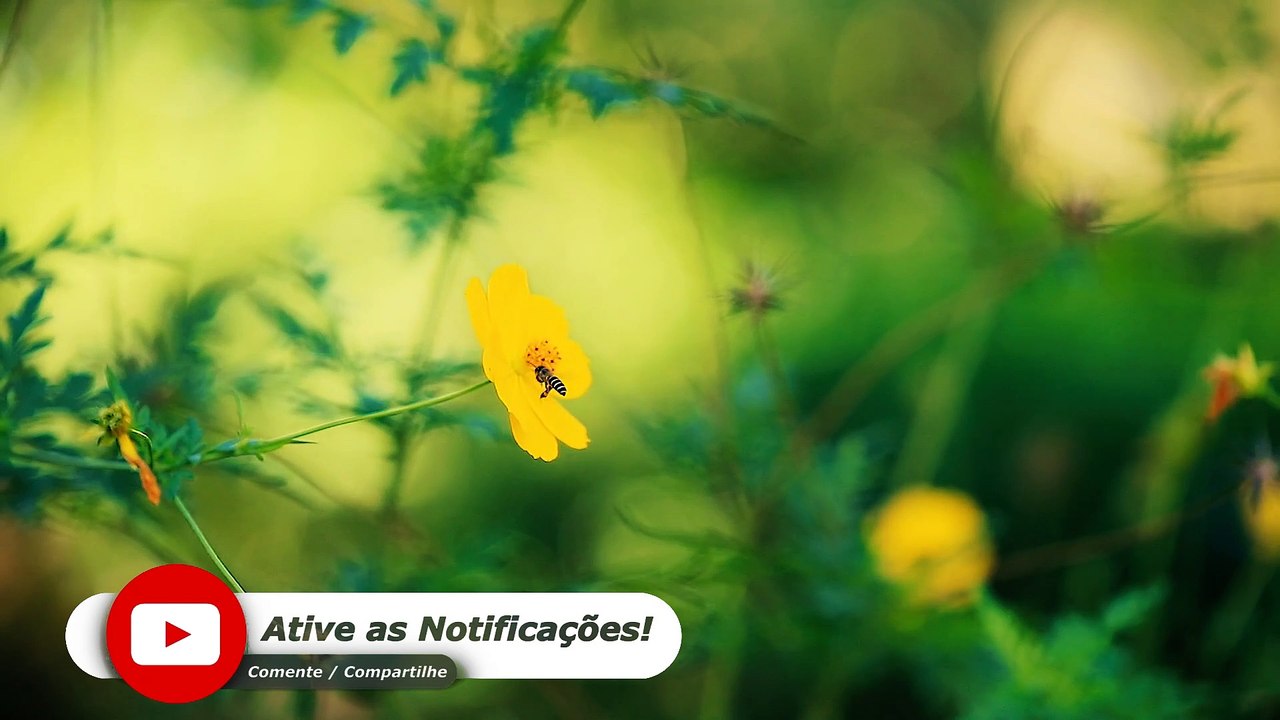 Ey LOCUTOR DE LA RADIO  - BANDA LOS GRINGOS BORRACHOS