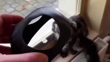 主人给猫咪戴上面具，猫咪气场瞬间发生改变