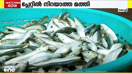 വലിയ മത്തികളുടെ അഭാവം; മത്തികൾക്ക് വലിപ്പം വയ്ക്കാത്തതിന്റെ കാരണമെന്ത്