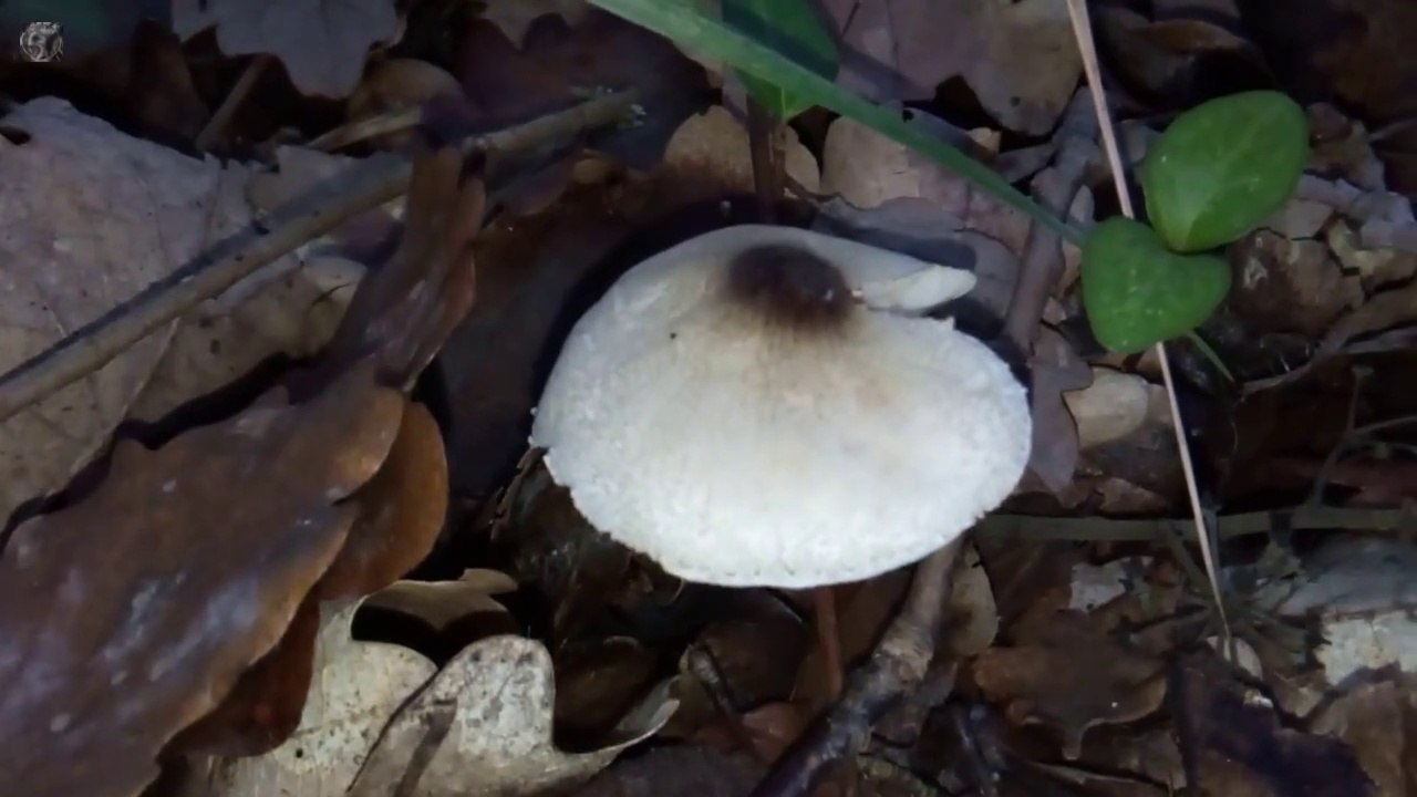 Leucocoprinus brebissonii. Champimaginatis. English Text4