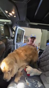 Golden Retriever Refuses to Get Into Car and Woman Forcibly Puts Him In
