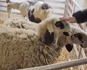 Mostra dell?agricoltura e allevatori, subito tanta gente in citt?