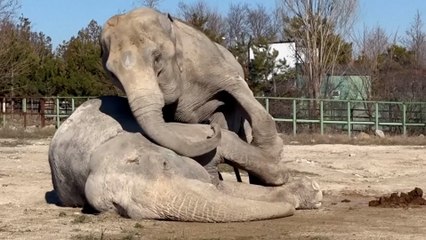 Un elefante trata desesperadamente de levantar a su compañera muerta