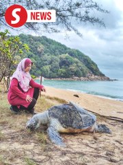 Three turtle carcasses found on Kerteh beach in Terengganu