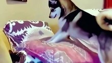 There’s a reason cats hate dogs