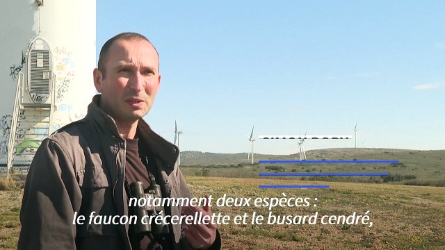 Des éoliennes d'EDF accusées de détruire des espèces d'oiseaux protégées