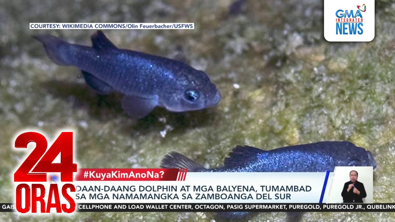 Daan-daang dolphin at mga balyena, tumambad sa Zamboanga del Sur; Endemic na Cebu Hawk-Owl, nalitratuhan ng mga kawani ng DENR Region 7; Piraso ng umano'y facial fossil na milyong taon ang tanda, natagpuan sa kuweba sa Spain; Pagpipinta... | 24 Oras