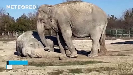 A heartbroken elephant tries to pick up and pet her lifelong companion who has just passed away.