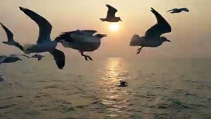 Flight Through Turbulence ✈️