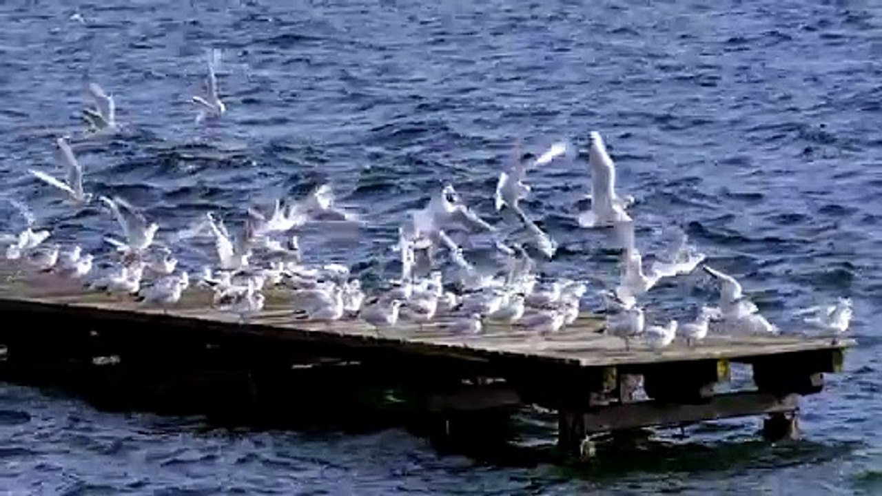 Royal Flight