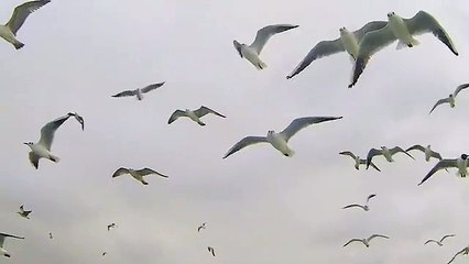 Majestic Flights: Elegance & Beauty in the Sky ✈️