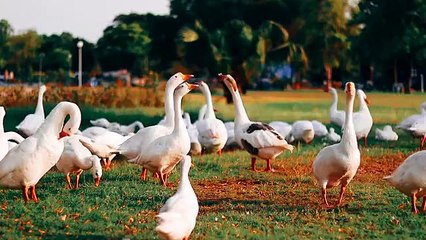 Beautiful Birds in a Leisure Mode