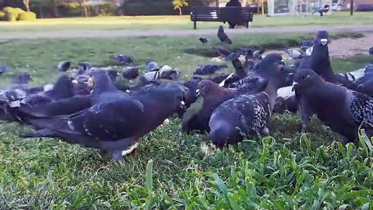 Family Feast