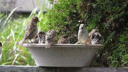 Stay Cool: Birds Enjoy Refreshing Dips on Hot Summer Days 🐦