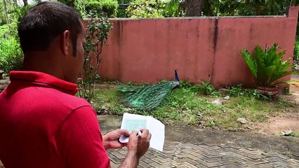 سريلانكا تجري عملية تعداد للحيوانات البرية المضرة بالزراعة