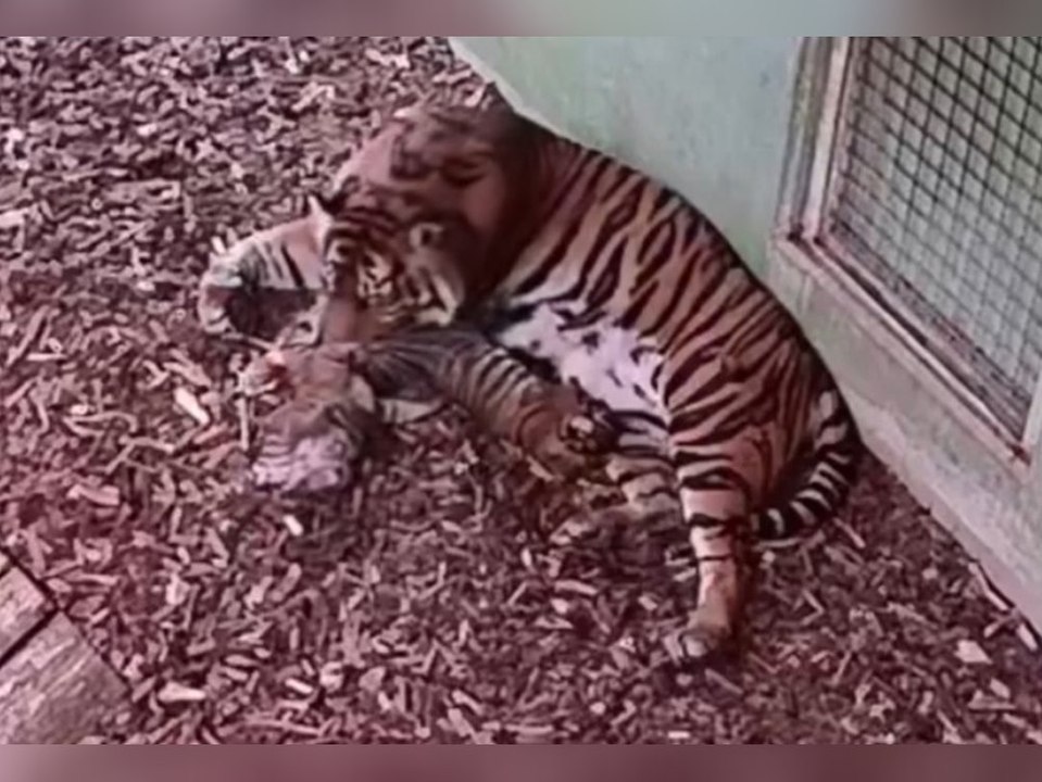 Tigerbabys im Zoo Frankfurt erkunden ihr Gehege