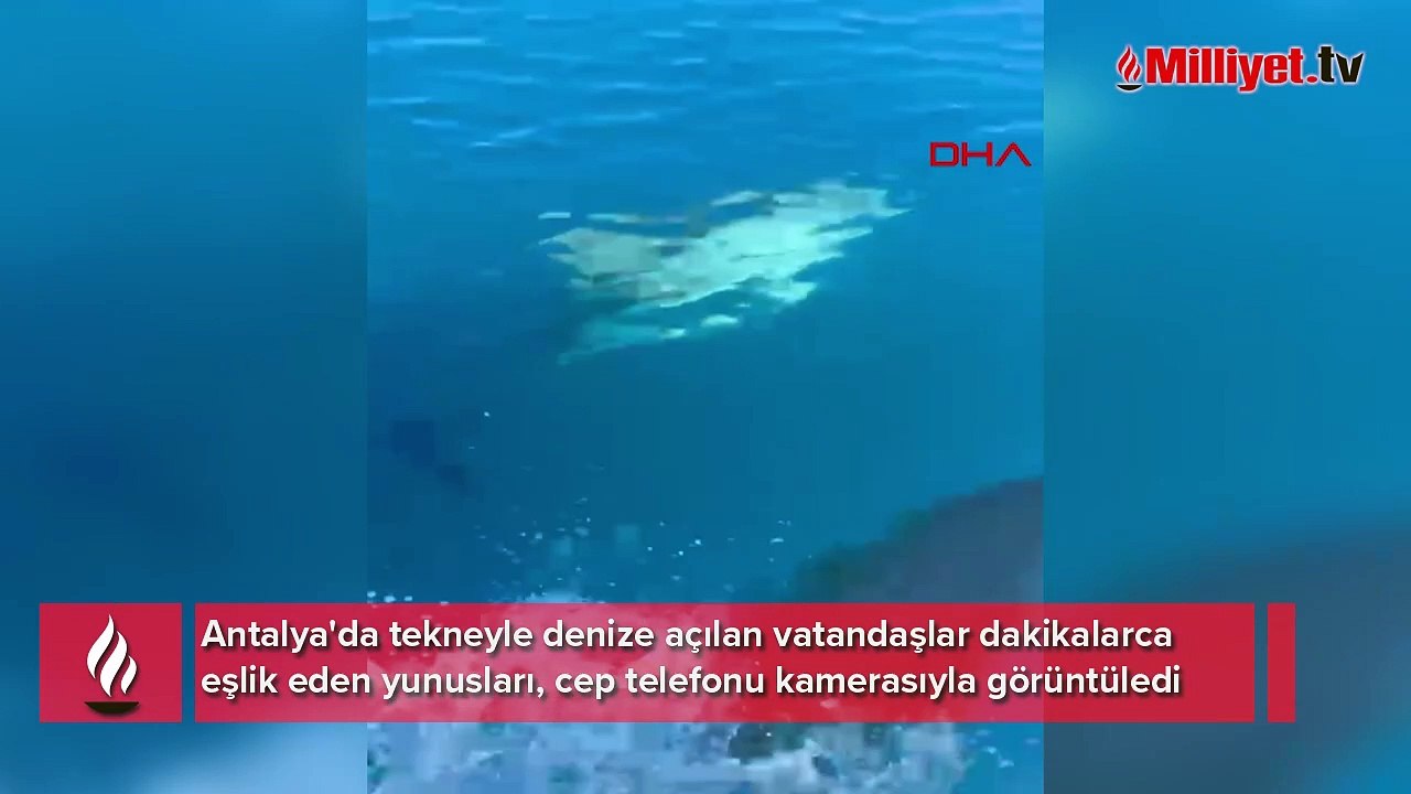 Yunuslar tekneye eşlik etti