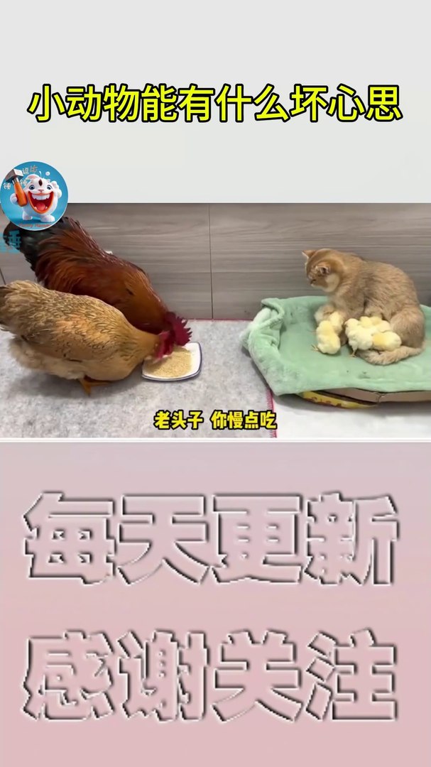 搞笑動物系列第240集-小动物能有什么坏心思