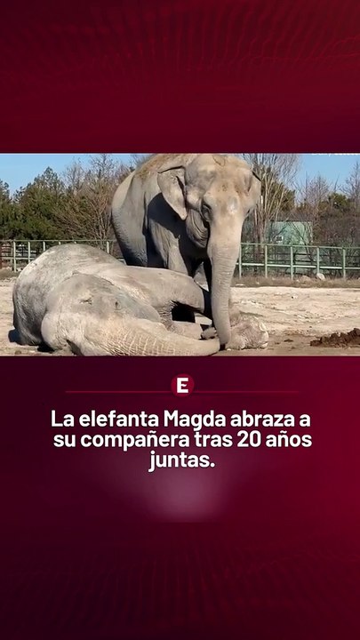 elefanta magda