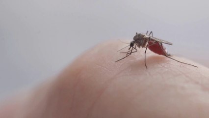 En finir avec les moustiques