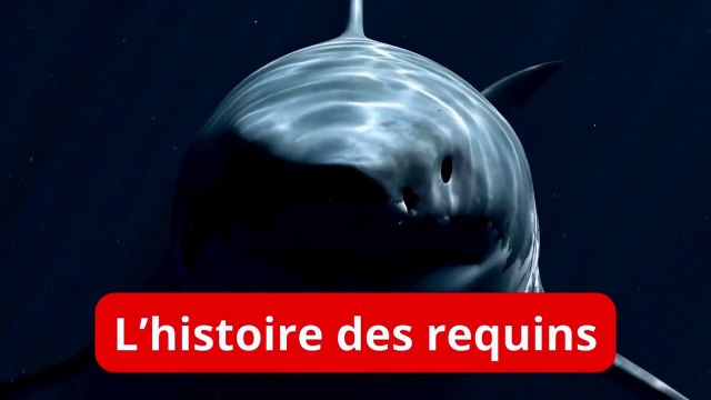 Les origines des requins🦈 (évolution, mégalodon requins actuels, aspects environnementaux...) (1)