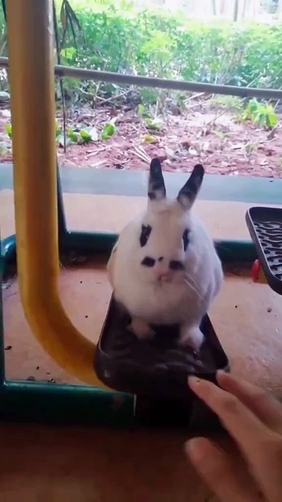 Do you like such a cute rabbit?