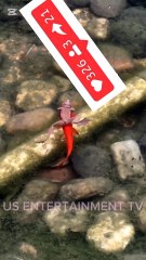 Friendship between a fish and a frog