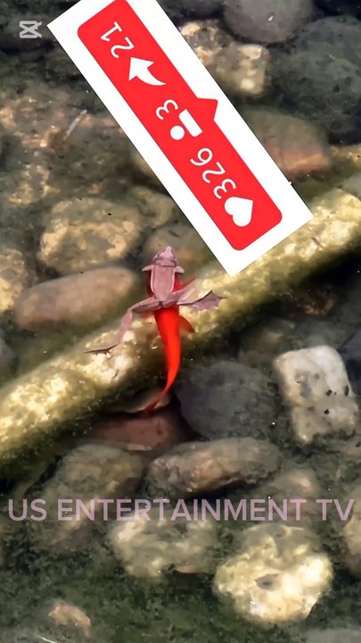 Friendship between a fish and a frog