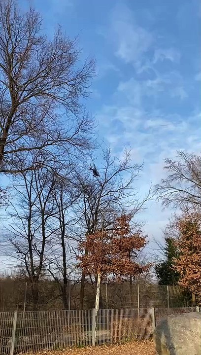 Polizeihubschrauber in Nürnberg