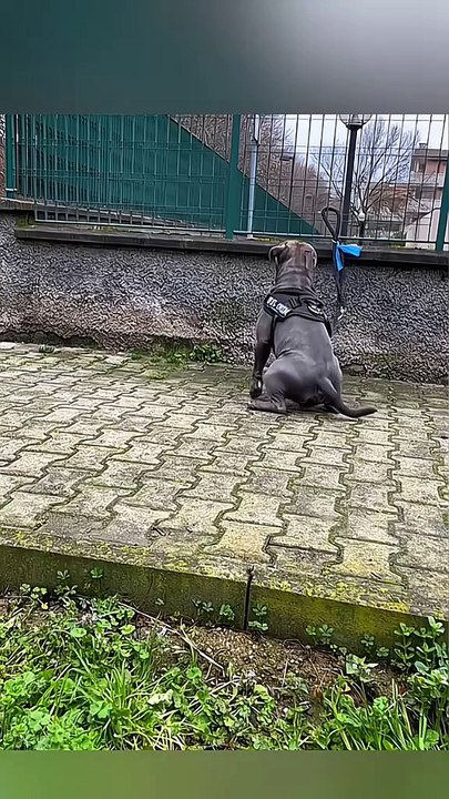 If you don't love them, please don't adopt them and then abandon them.😥😥