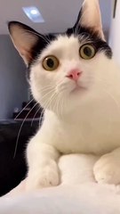 What's Up with This Funny Cat? 🐱