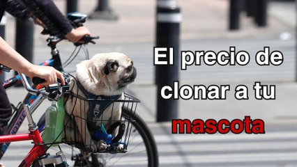 El precio de clonar a tu mascota