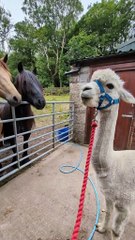 Funny vedio status # Animals vedio