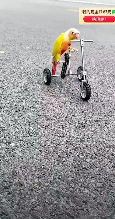 Parrot cycling time