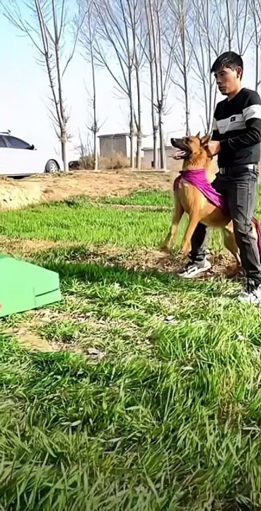 Dog's Climbing