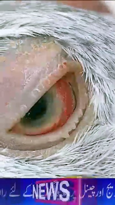 Subscribe Our YouTube Channel ( Pakistan Pigeon Association ) For Complete Videos Thank You