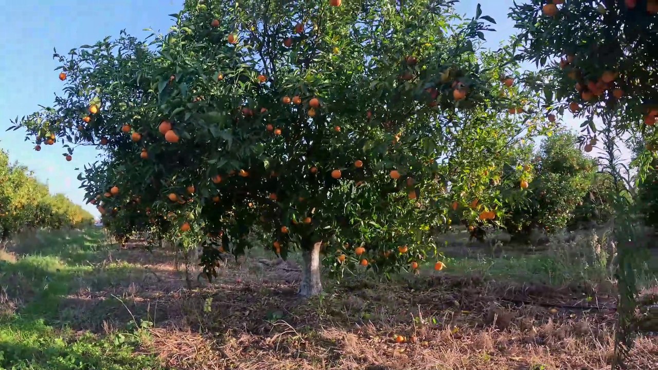 As-tu déjà visité une ORANGERIE au Maroc ?