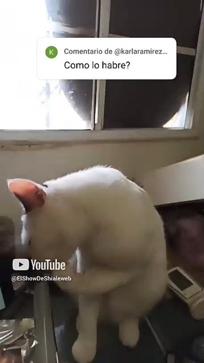 El gato pernanca limpiandose las patas mientras responde a sus comentarios #shorts #Felino #pet