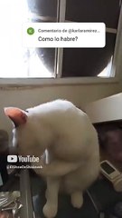 El gato pernanca limpiandose las patas mientras responde a sus comentarios #shorts #Felino #pet