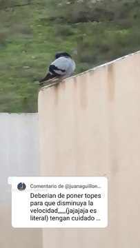 Los seres alados responden a los comentarios de los suscriptores #shorts #palomas #ave #pajaro