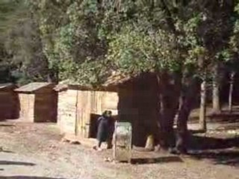 Singes au Maroc a Ifrane nature beauter